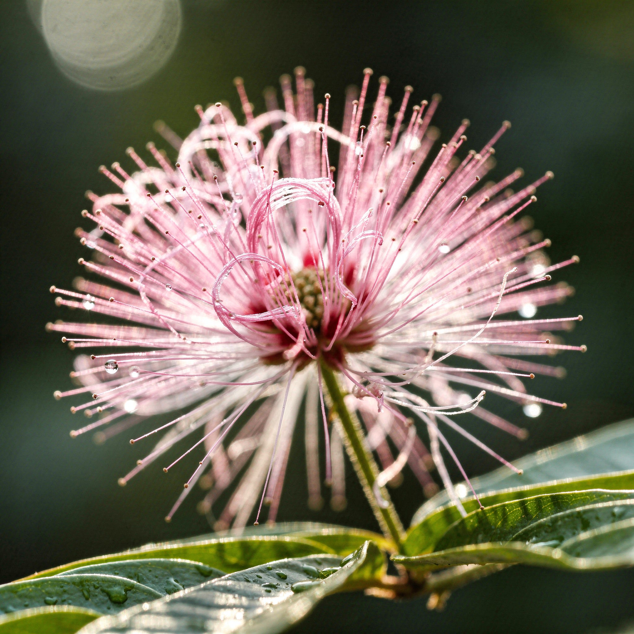 Bobinsana, Calliandra angustifolia, med rosa penselformade blommor