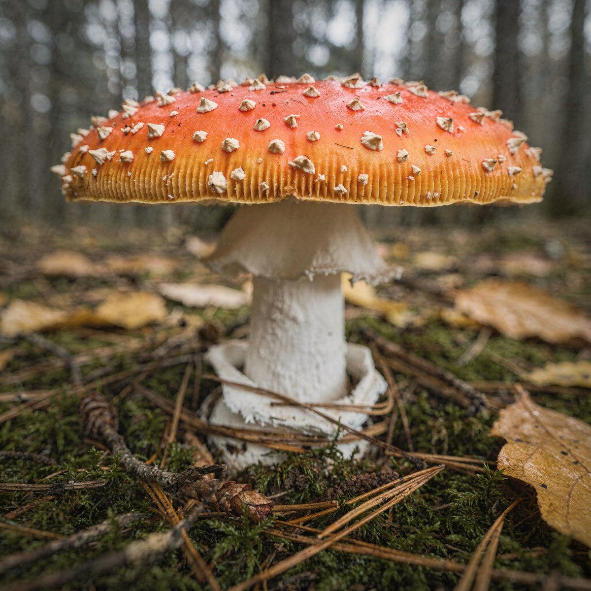 Närbild av röd flugsvamp med vita vårtor på den röda hatten