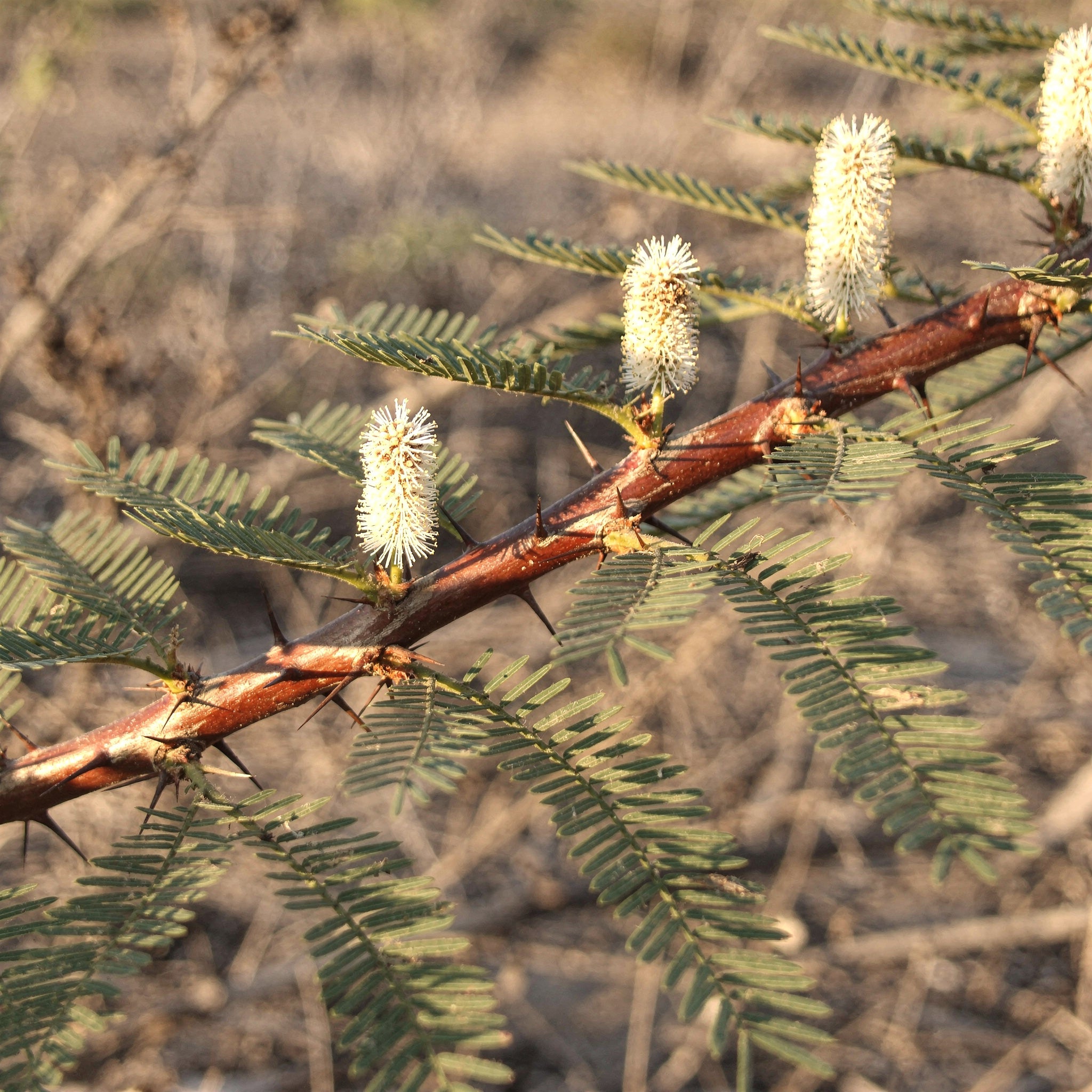 Vita blomax hos Mimosa hostilis i sin naturliga miljö