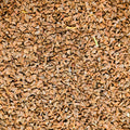 Peganum Harmala (Syrian rue) seeds