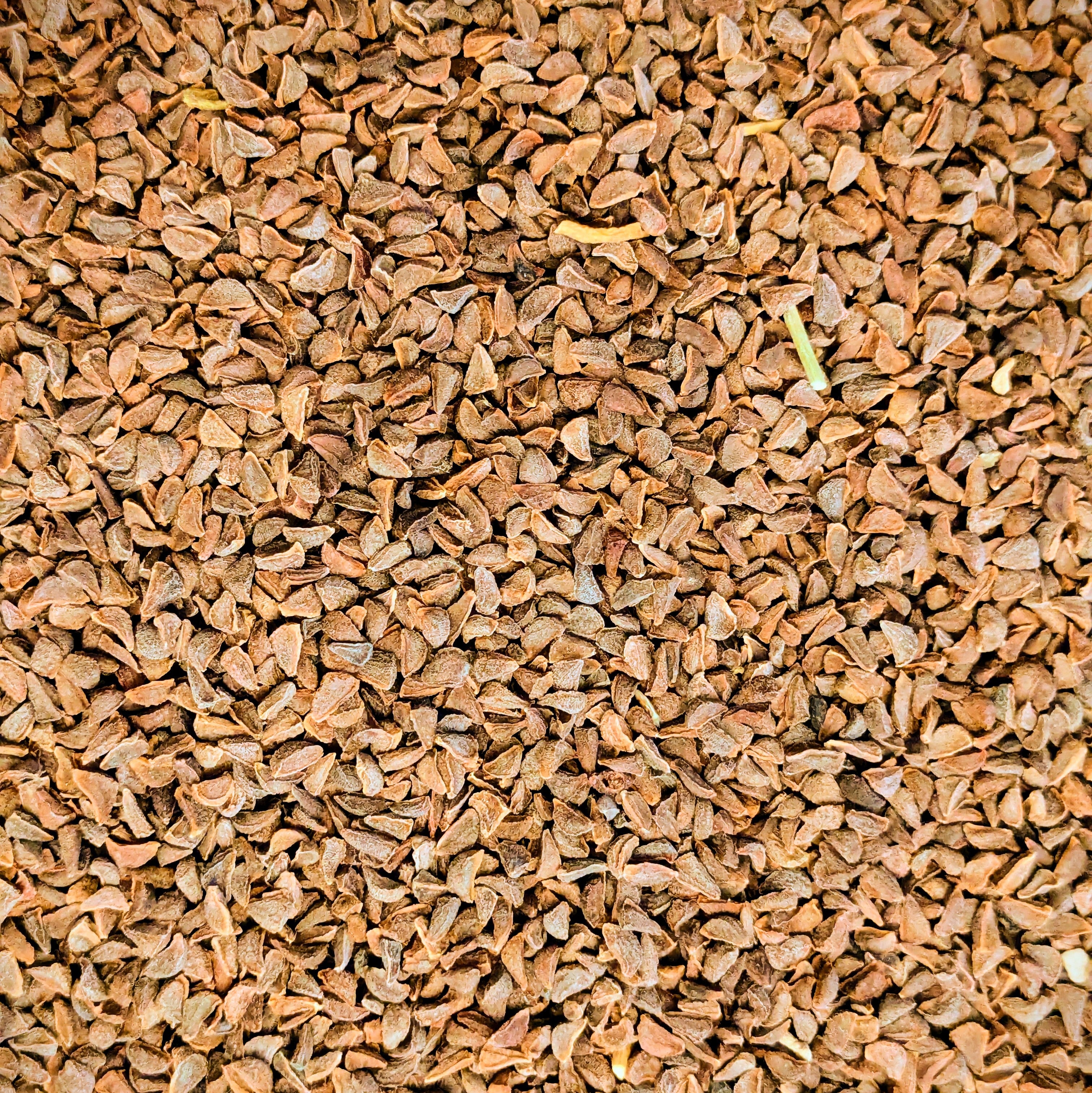 Peganum Harmala (Syrian rue) seeds